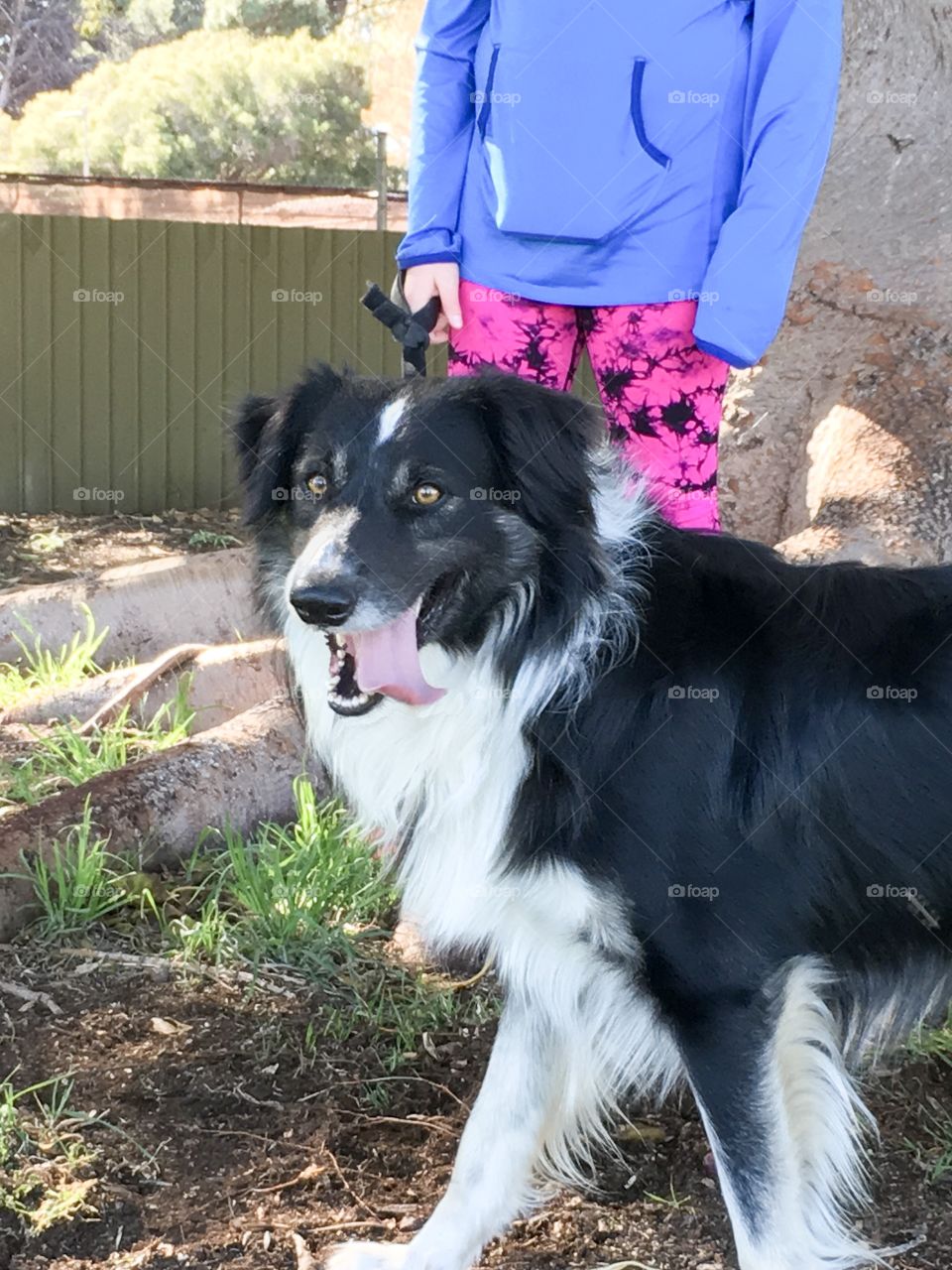 Smiling dog, lower view girl walking holding leash  very content border collie sheepdog 