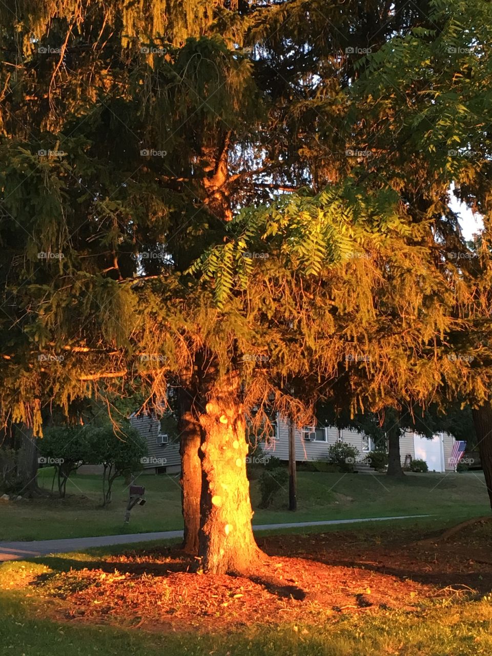 Tree trunk in evening glow 