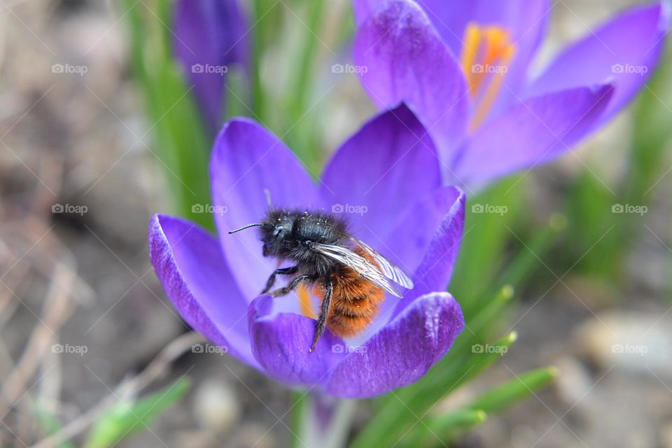 Bees-Nature in Motion