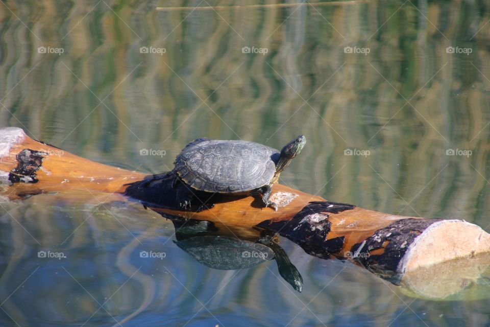 Turtle Sunning on a Log