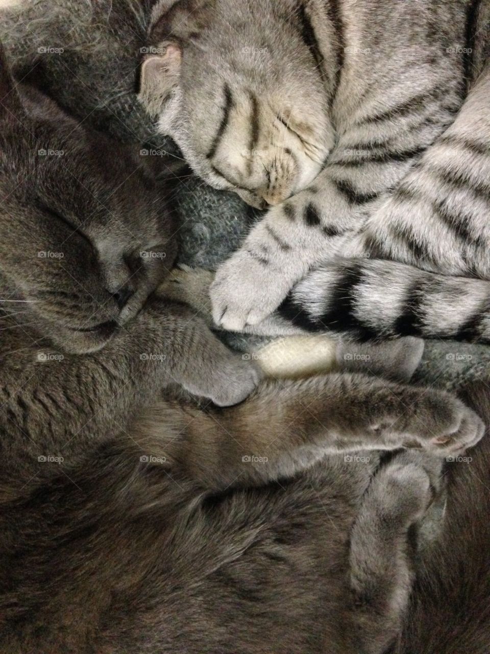 Cats sleeping together 