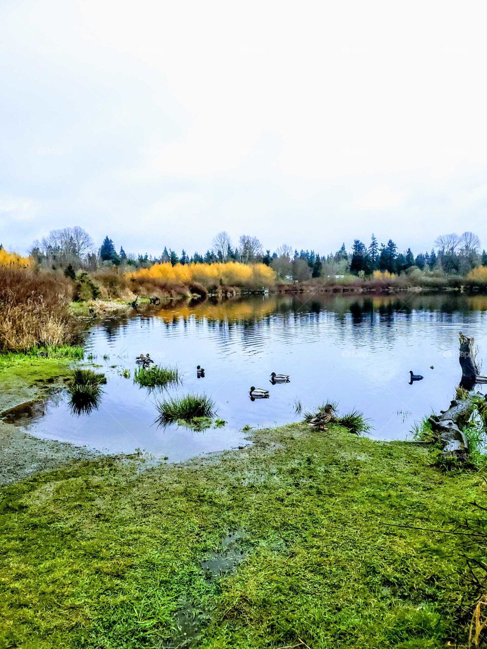 small northwest lake with mallard ducks