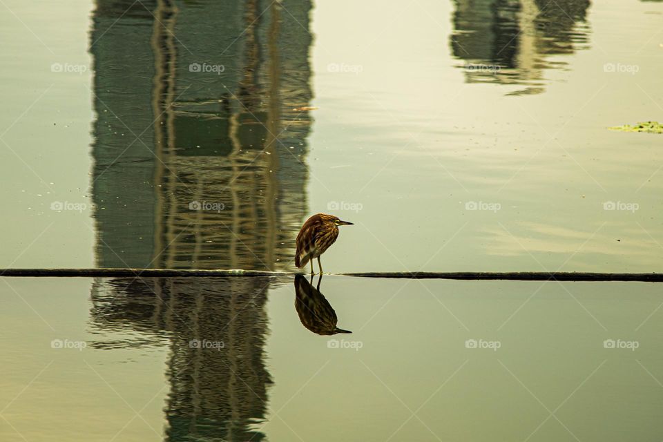 A bird is resting in colorful water