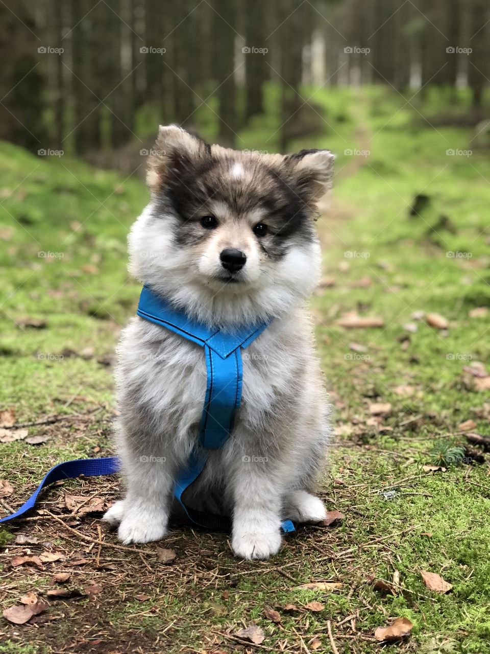 Portrait of a young Finnish Lapphund puppy 