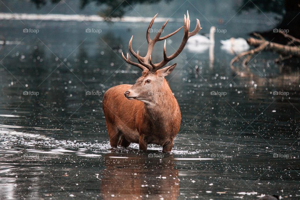 Beautiful brown colour deer