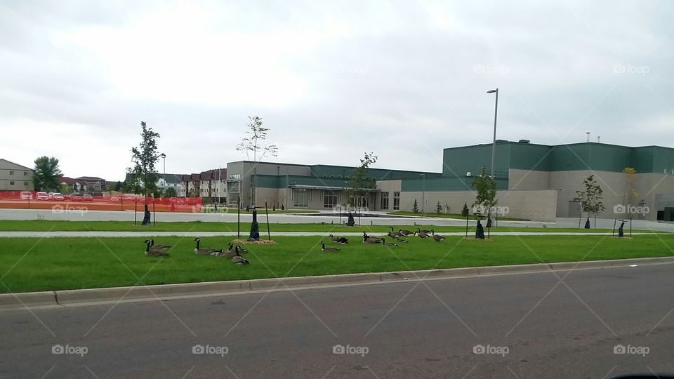 Geese waiting for school to get out.