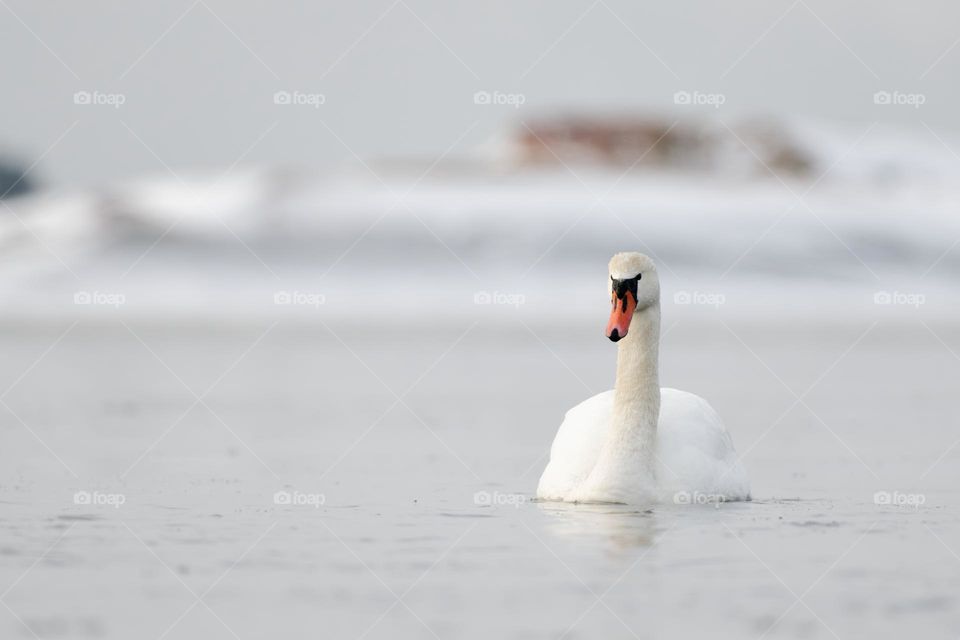 Mute swans swimming in the ice cold water with icy and snow covered islands in the background.