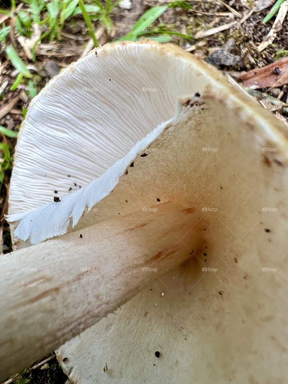Closeup details of cap, gills and veil on Amanita mushrooms