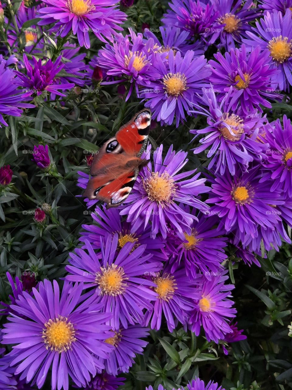 purple flowers of aster with butterfly