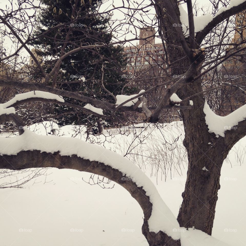 Winter in Central Park