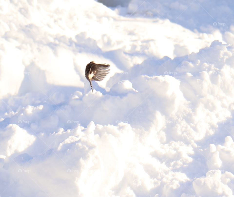 Surprisingly that’s snow not clouds, lovely bird take off