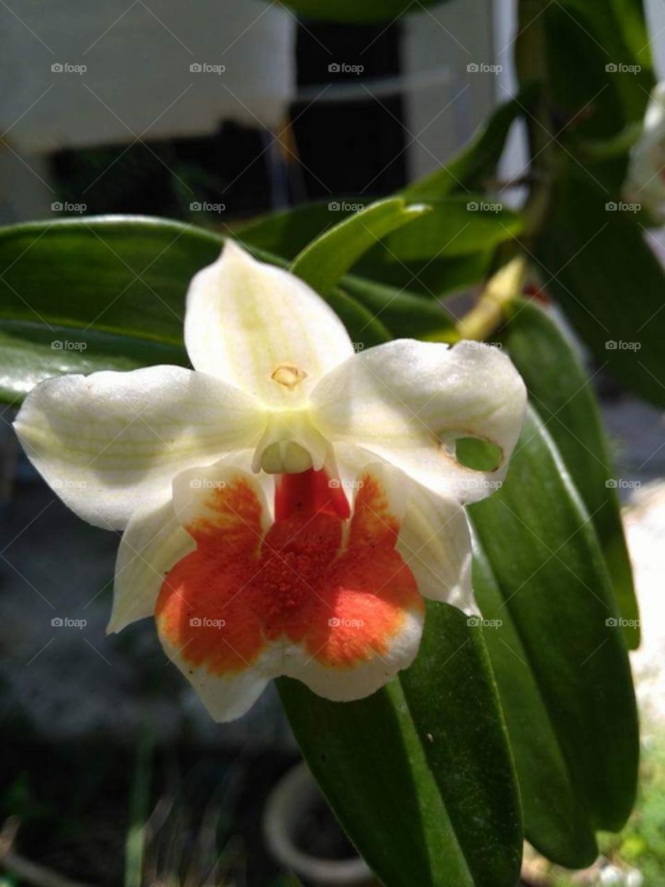 malaysia orkid