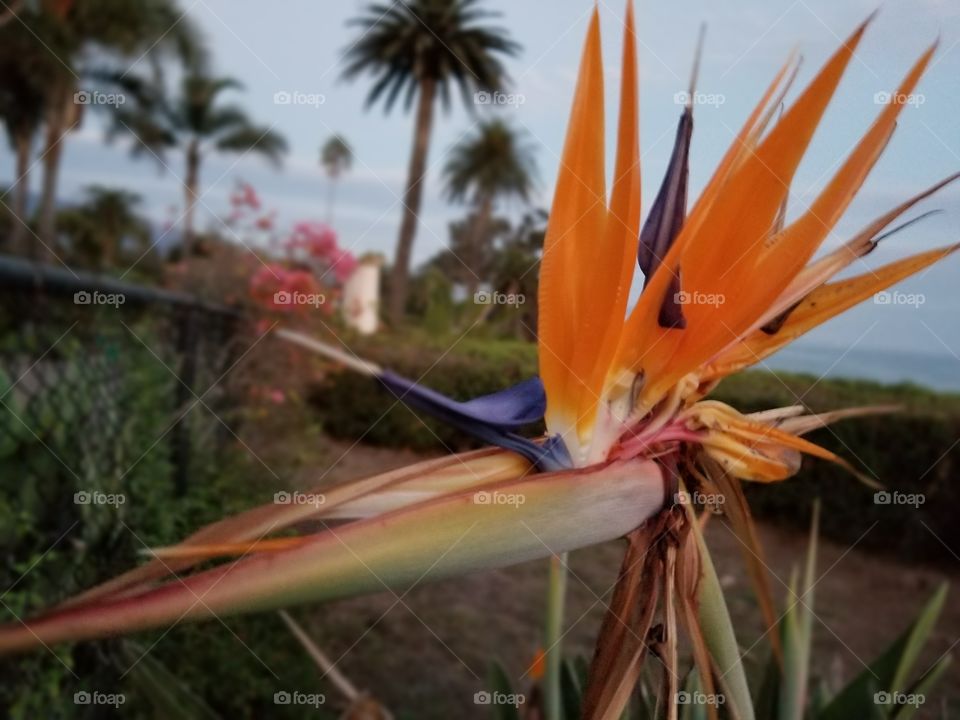 bird of paradise