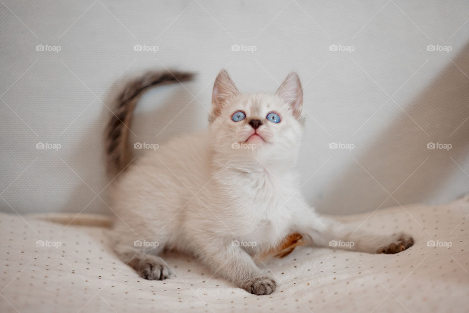 Little Tibet color-point kitten playing