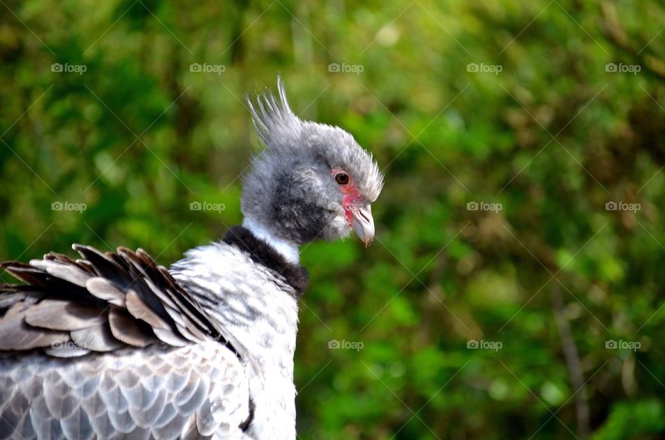 Close-up of a bird