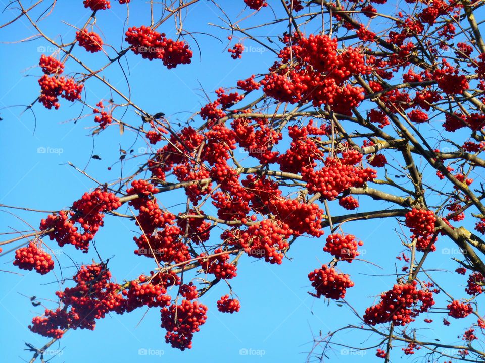 Cherry growing on tree