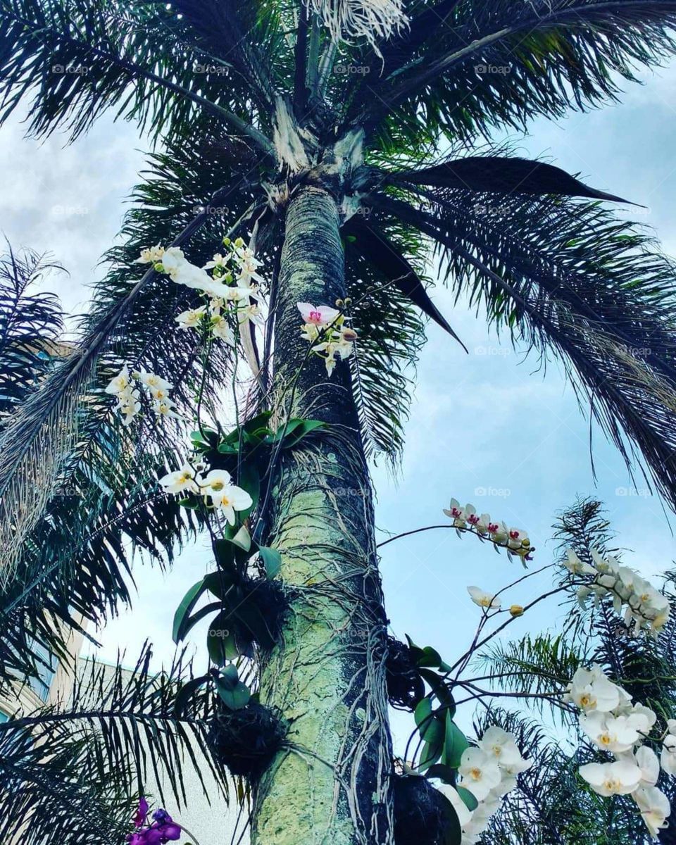 palmtree and orchids