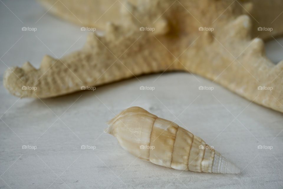 Seaside Sea Shell