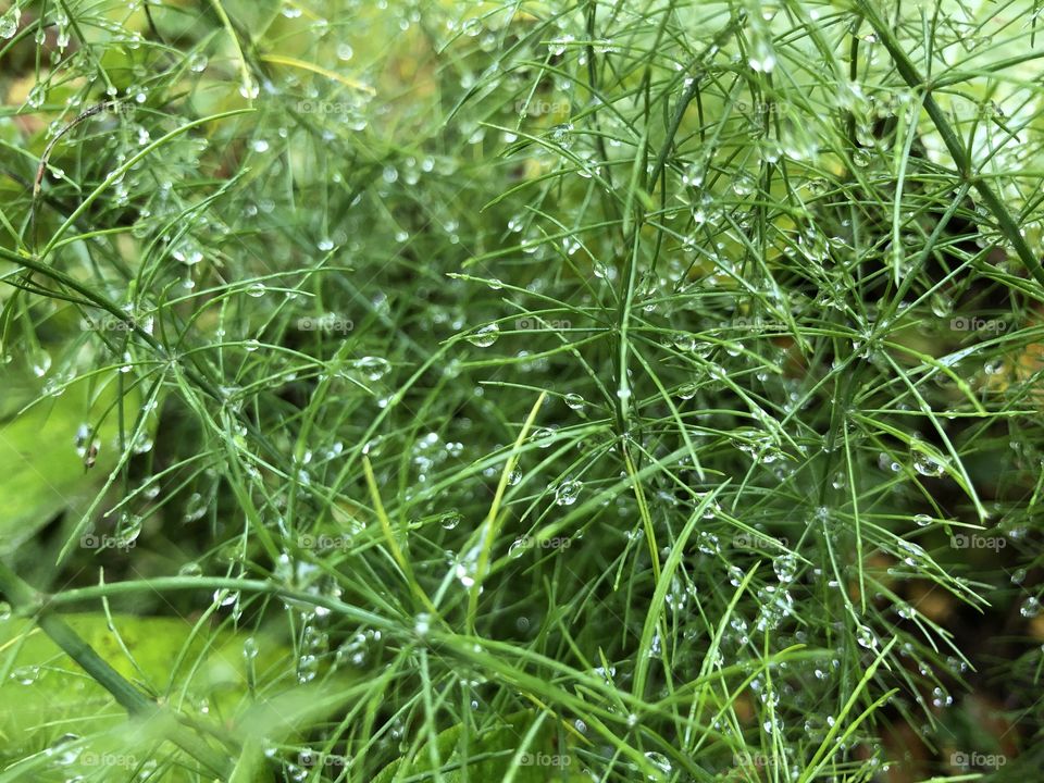 Капли дождя 