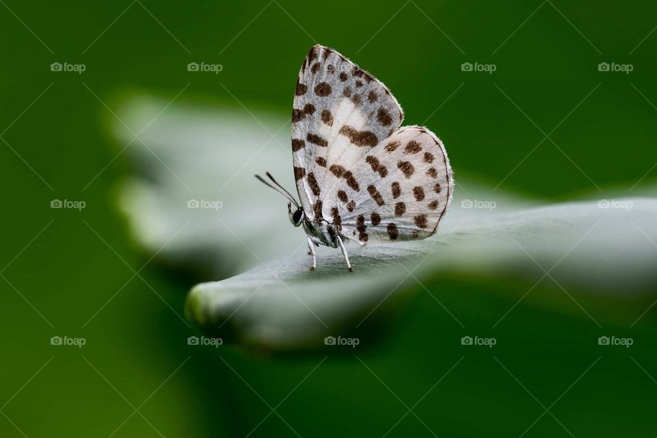 Beautiful and cute butterfly