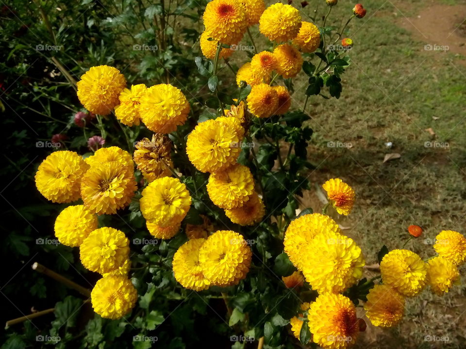 flowers plants