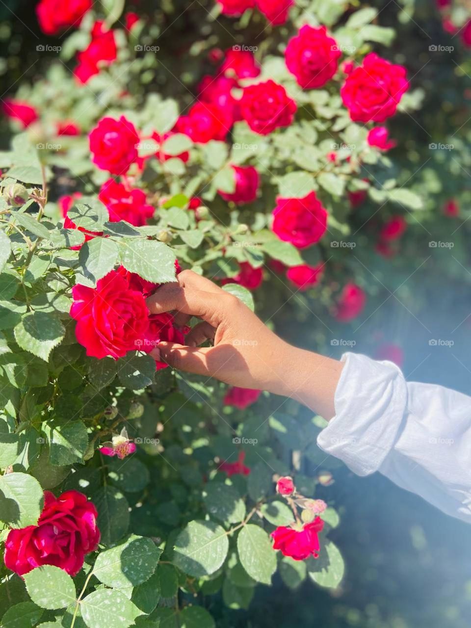 Summertime blossoms