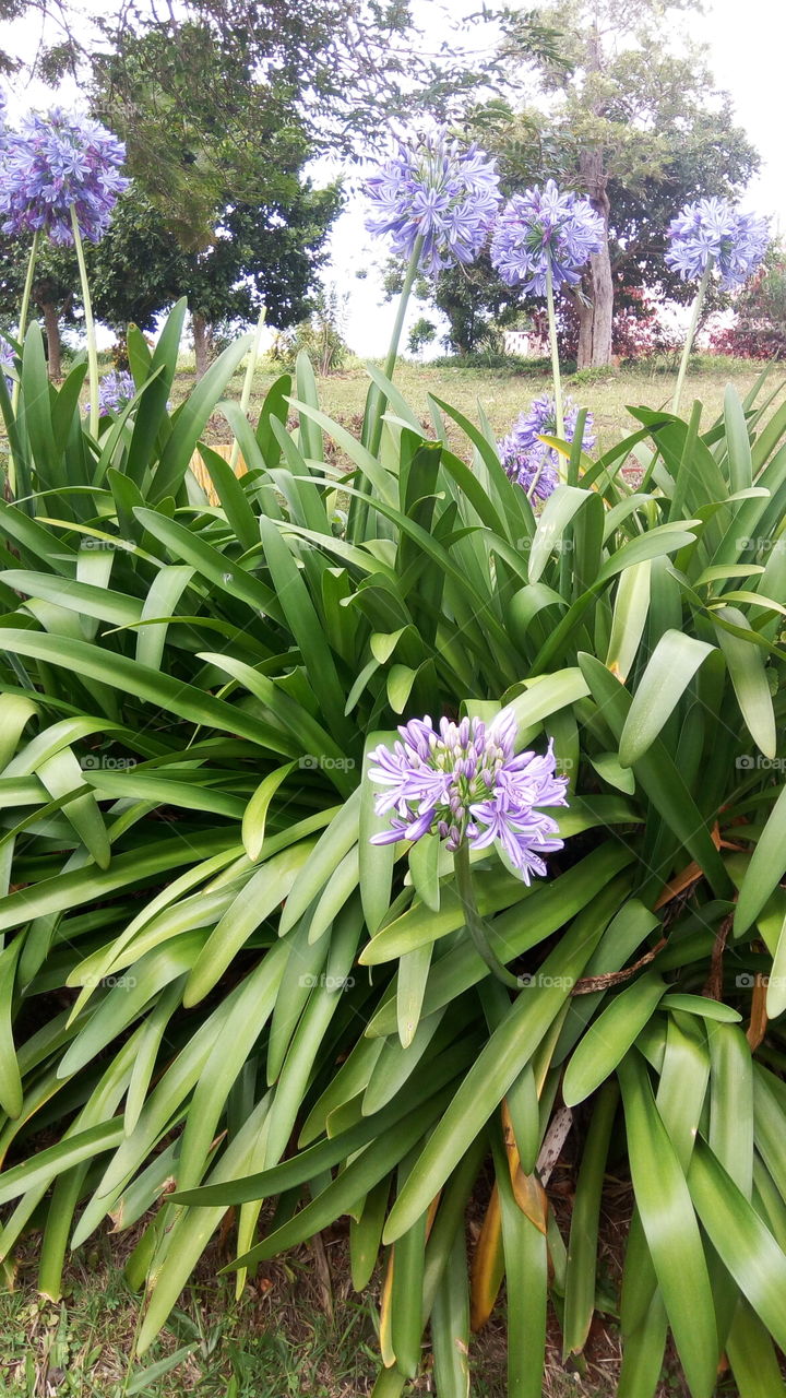 Lily Inna so af green