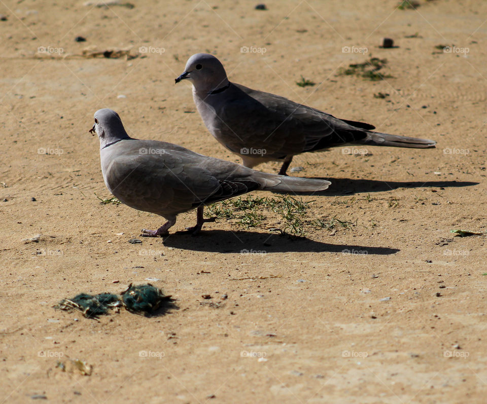 European turtle dove