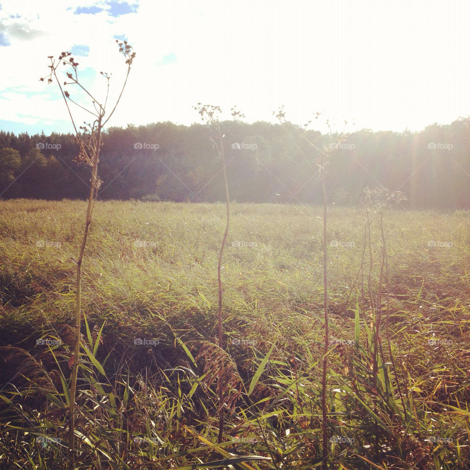Landscape, Field, Dawn, Sunset, Grass
