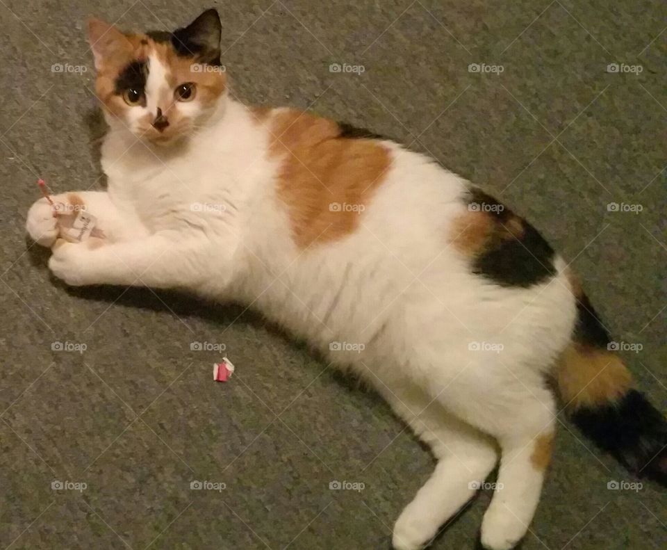 Kitten with toy. Laying down and being playful