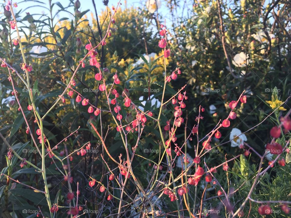 Some grass with tiny flowers