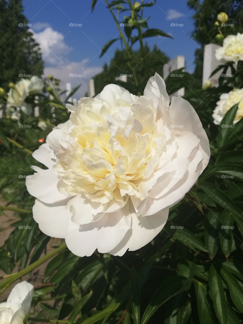 peony