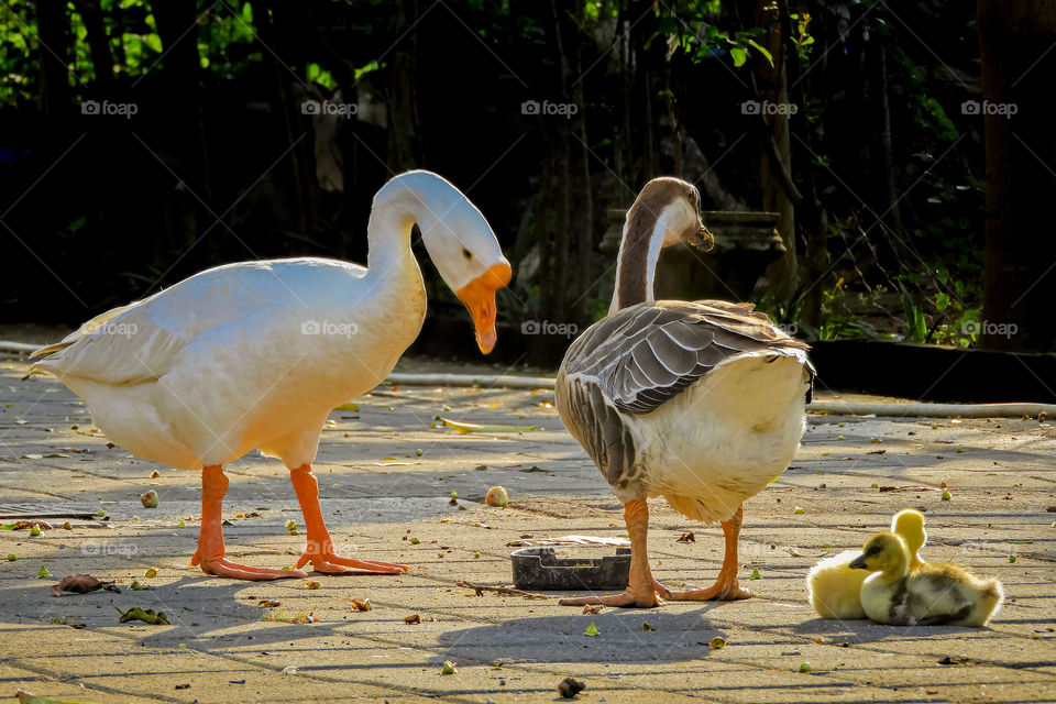 Brave guard of little family