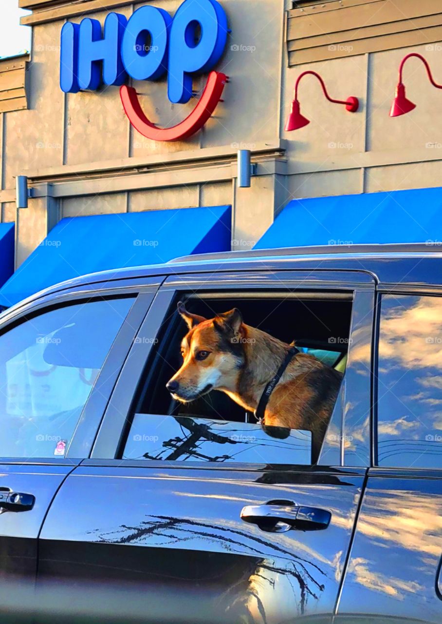 taking a ride/ people and pets