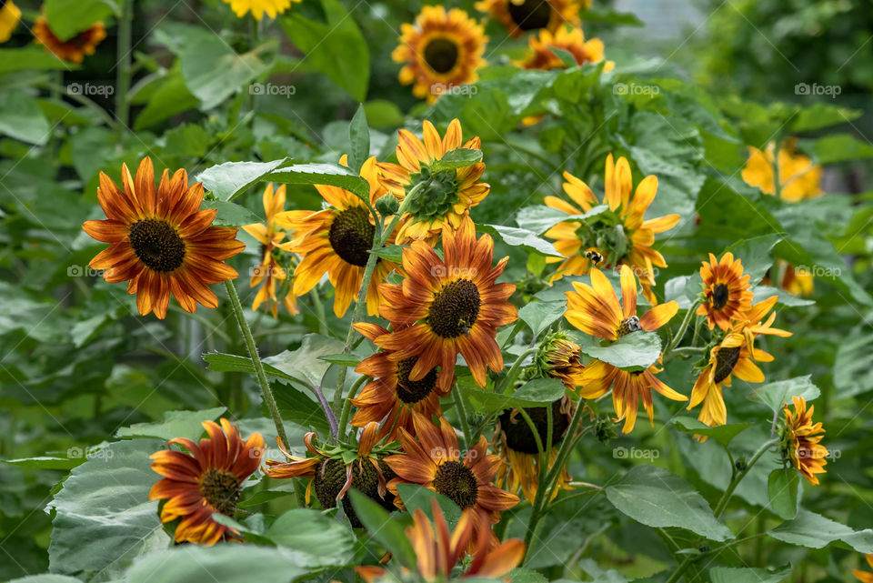 sunflowers bees and bumblebees