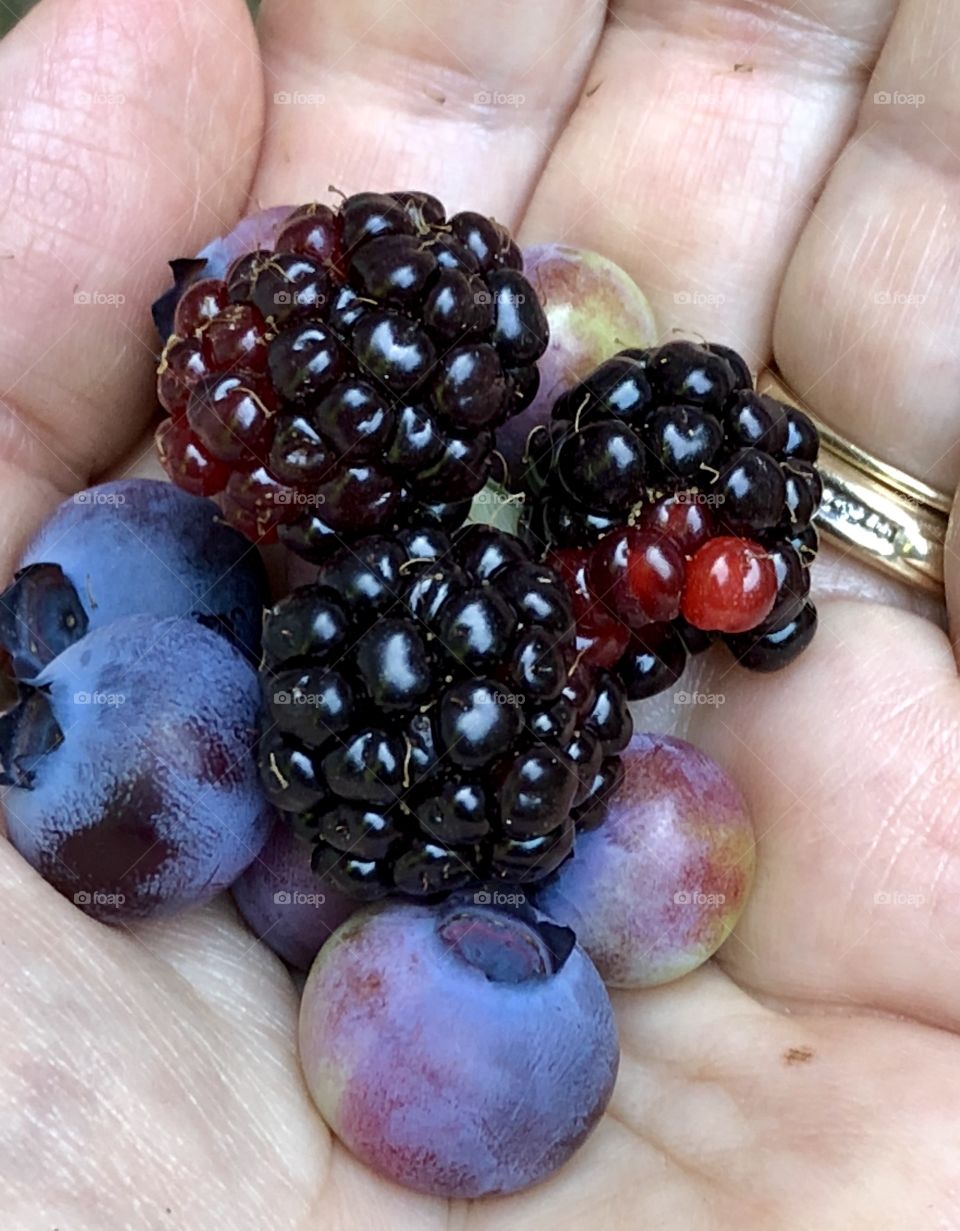 Fresh, juicy, heirloom berries- blueberries and blackberries for delicious snacking pleasures- 