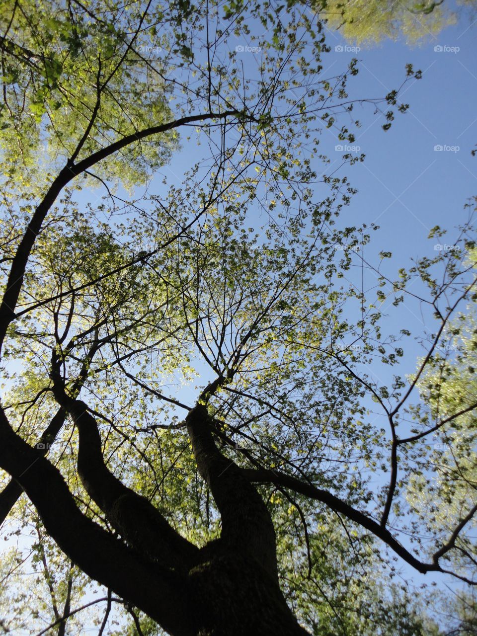 green leaves branch tree spring time blue sky background