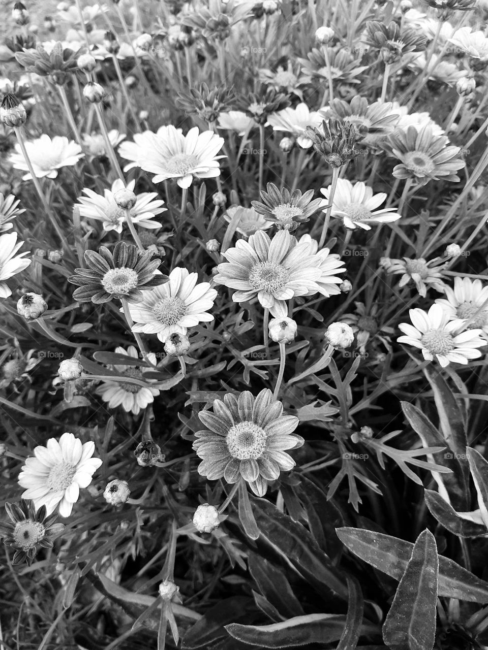 flores en blanco y negro