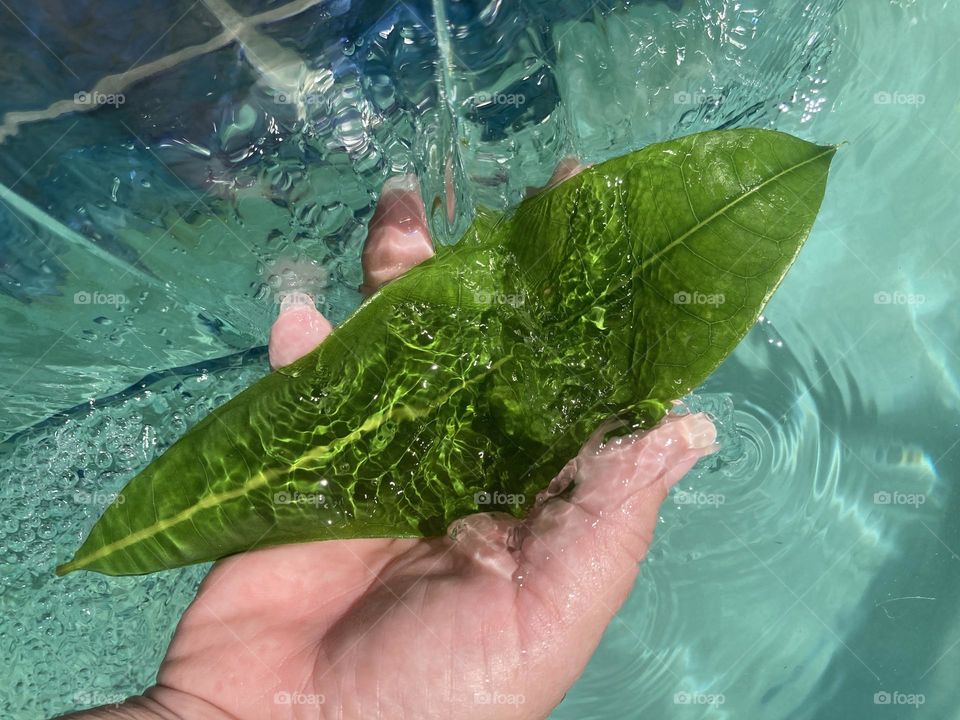 Leaf in water