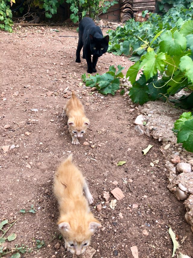 Cats