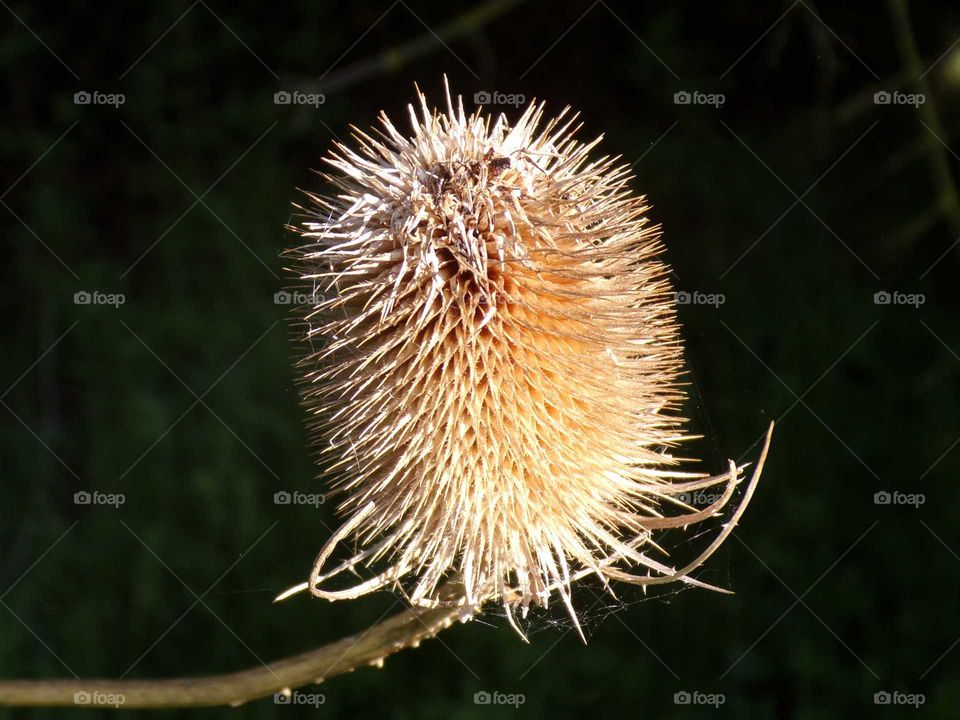 Diestel vom letzten Jahr