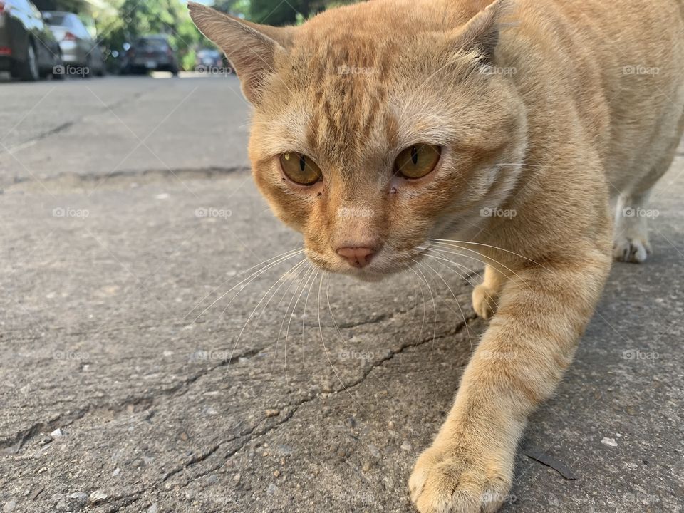 A cat said What do you want from me human