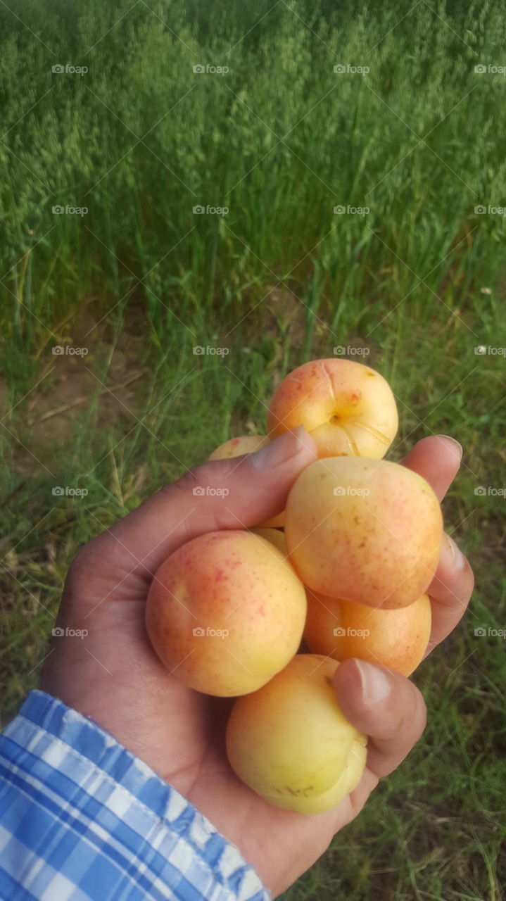 apricot