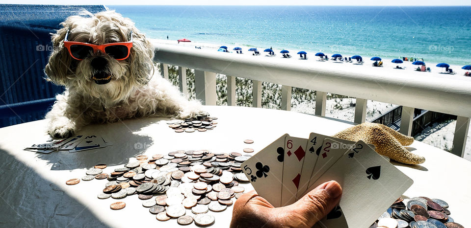 Playing games with the pet.