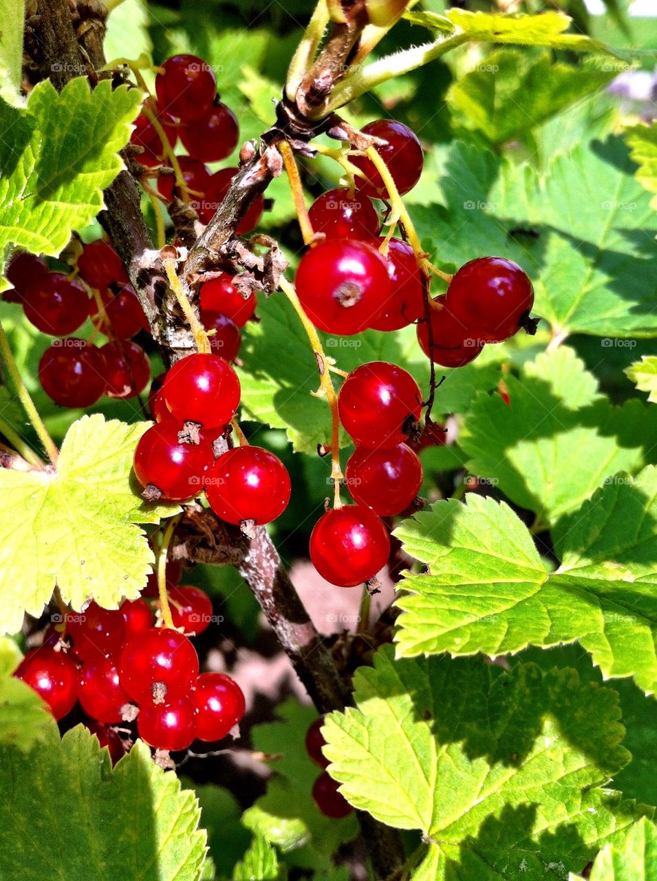 Currant bush with red ripen berries.