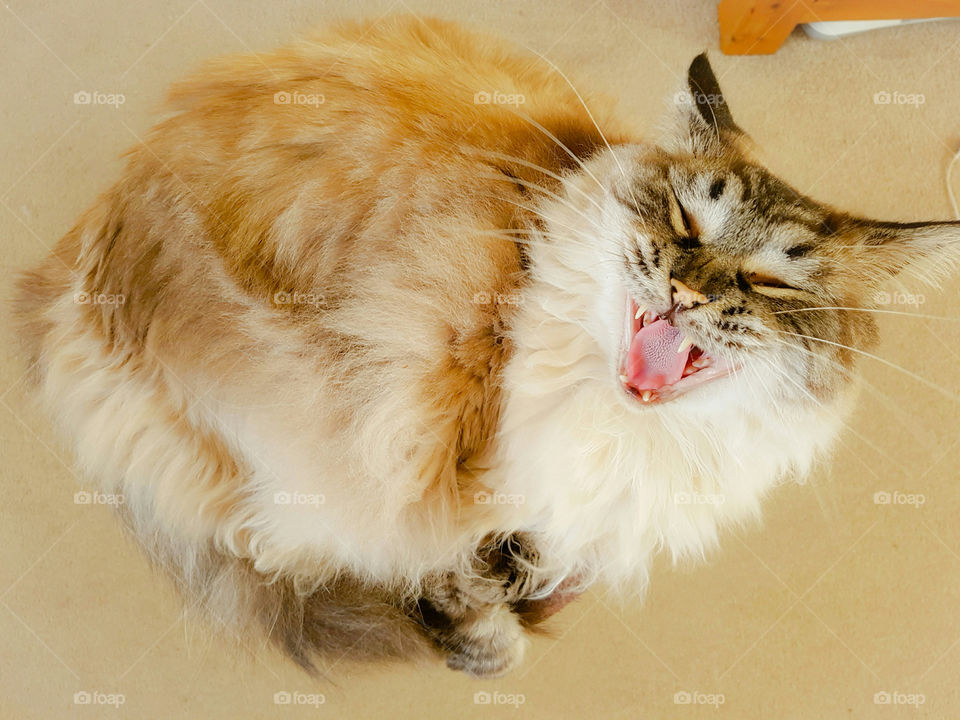 Pedigree Ragdoll seal lynx pointed cat yawning while sleeping on cat bed scratch post in house.