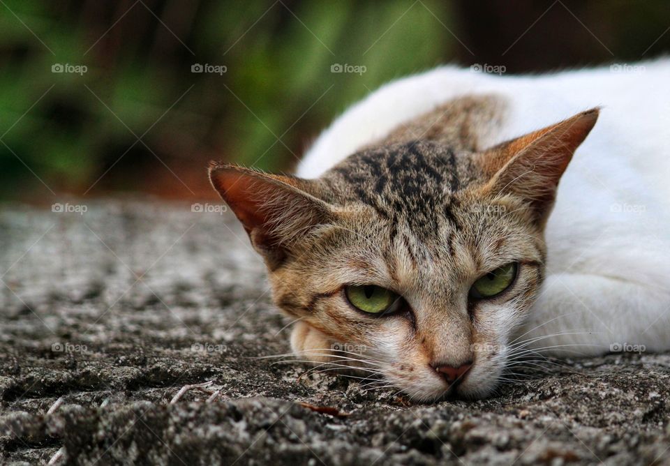 Kitten waked up after a deep sleep