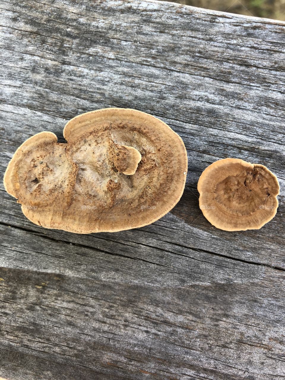 Fungus