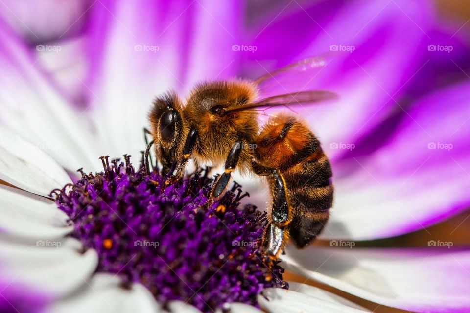 Bee and purple flower.
