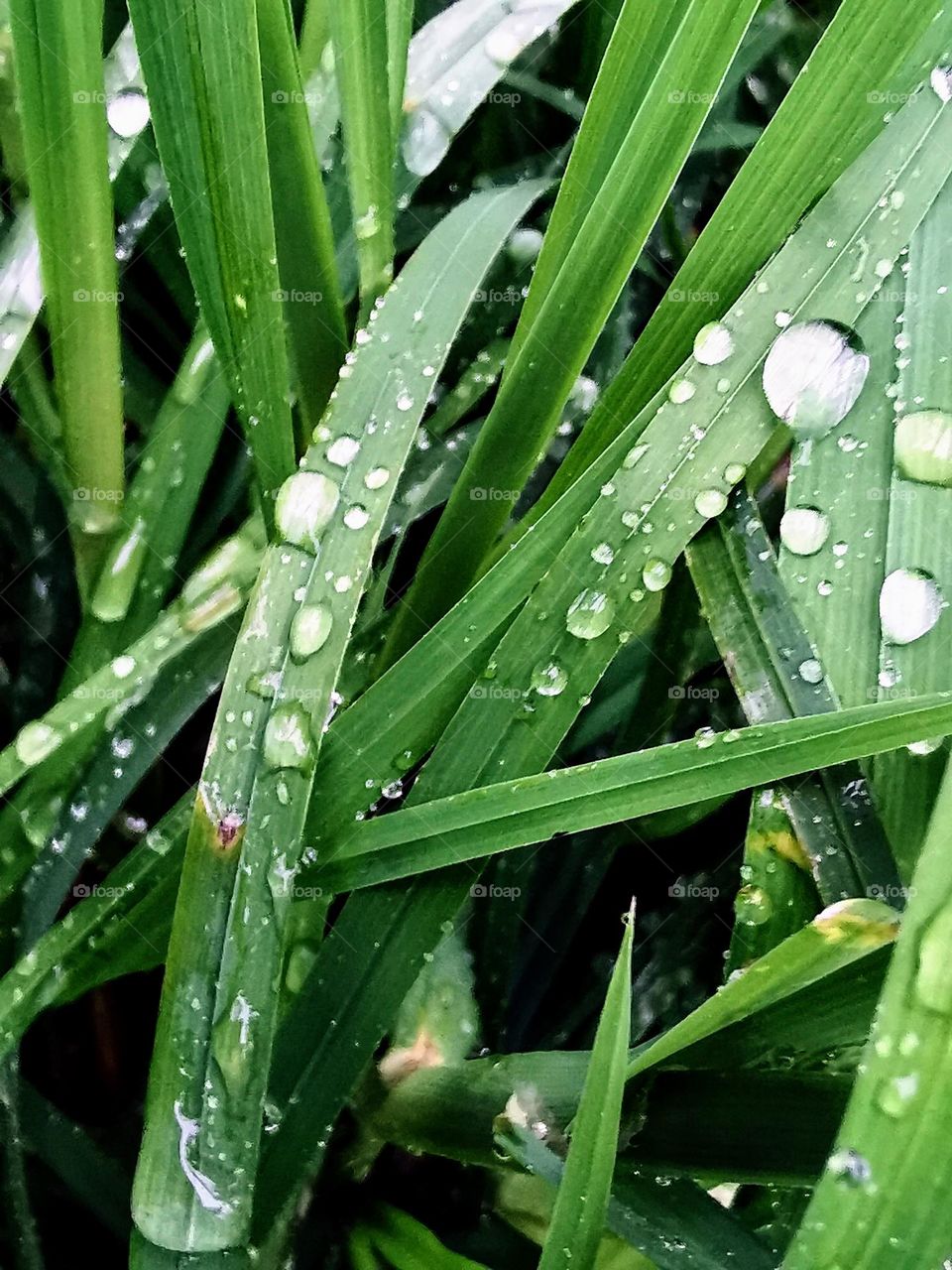 Dew drops on summer grass 
